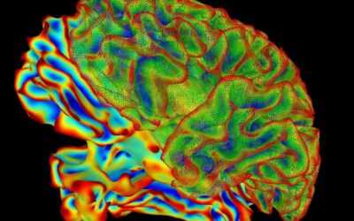 Az AI dekódolja az agyi vizuális aktivitást és leírja a látottakat