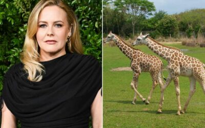 Alicia Silverstone és PETA 50 000 dolláros nyomravezetői díjat ajánl a Natural Bridge Állatkert eltűnt zsiráfbébijéért