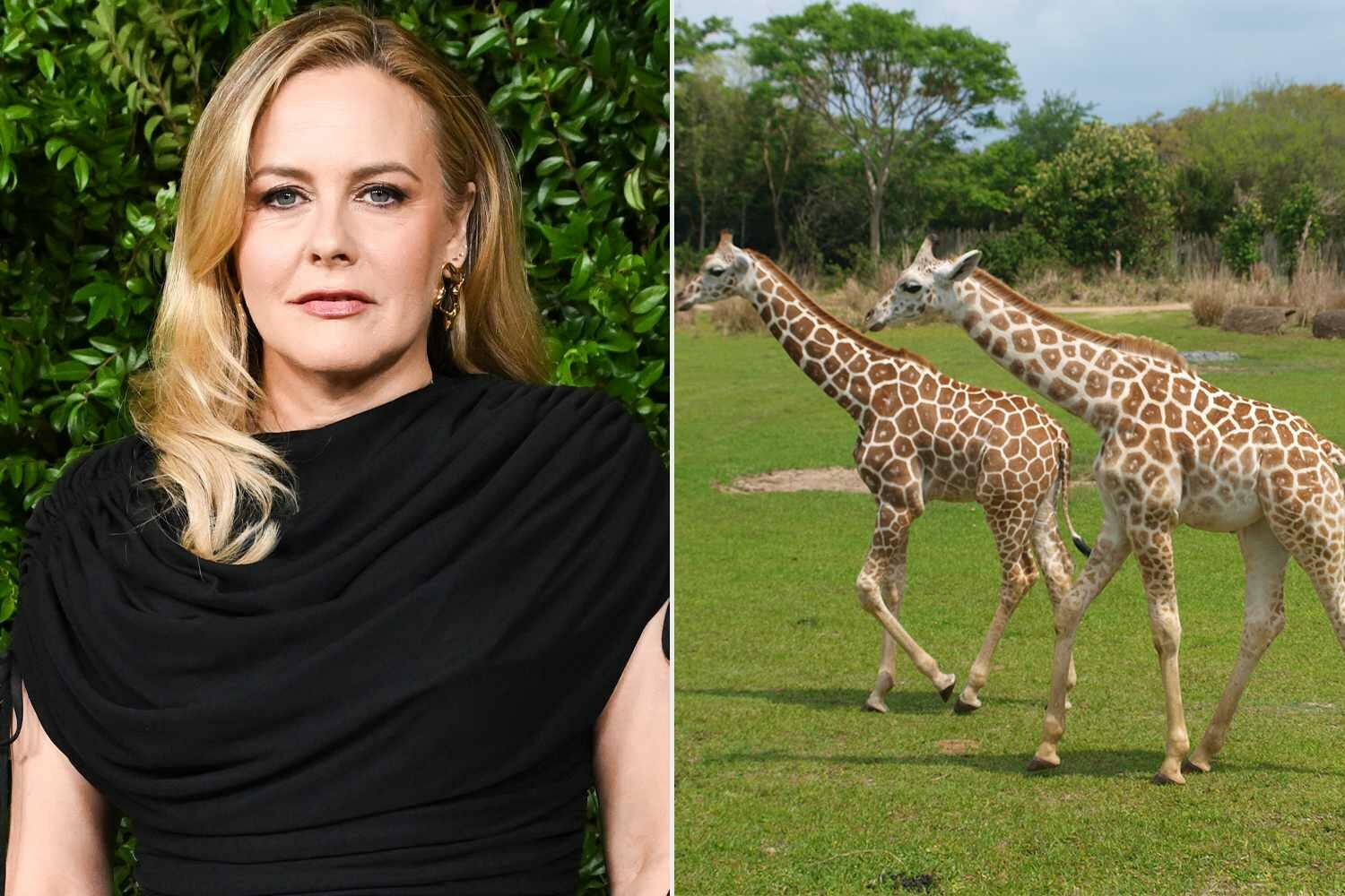 Alicia Silverstone és PETA jutalom az eltűnt zsiráfbébikért allatvedelem peta jutalom allatkert eltunt zsirafbebik