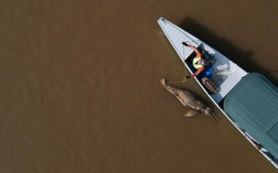 Halálos hőség és aszály az Amazonasban: a Tefe-tó tragédiája és az éghajlatváltozás hatásai