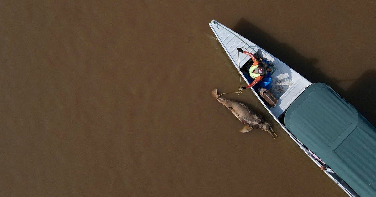 Amazonas Tefe tava klímaváltozás és folyami delfinek pusztulása 2023 klimavaltozas hatasai folyami delfinek es termeszeti kornyezet