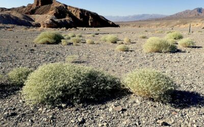 Az Arizona mézédes titka: hogyan él túl a legforróbb hőségben a Death Valley növénye?