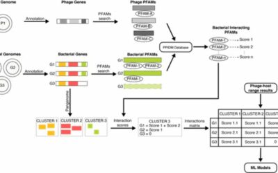 Bakteriofágok és alkalmazásaik: Átfogó áttekintés és legújabb kutatások