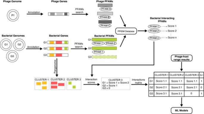bakteriofagok alkalmazas orvostudomany biotechnologia kutatas