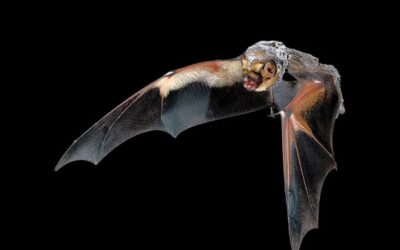 A denevérek és a szélturbinák: fenntartható energia vagy veszélyeztetett fajok?