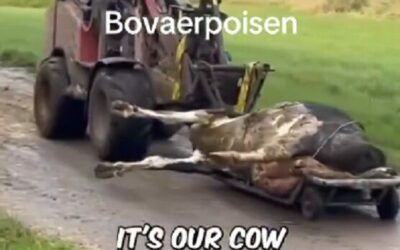 Kanadai Stratégiai Válság: Az Edgewood-i Struccfarm Drámája és a CFIA Visszaélései