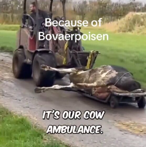 Edgewood struccfarm botrány és CFIA jogsértések elemzése jogallamisag kanadai kormany cfia jogsertesek elemzes