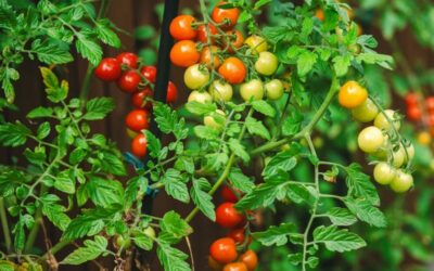 Új génszerkesztési módszer gyorsítja a növények regenerálódását és fejlődését