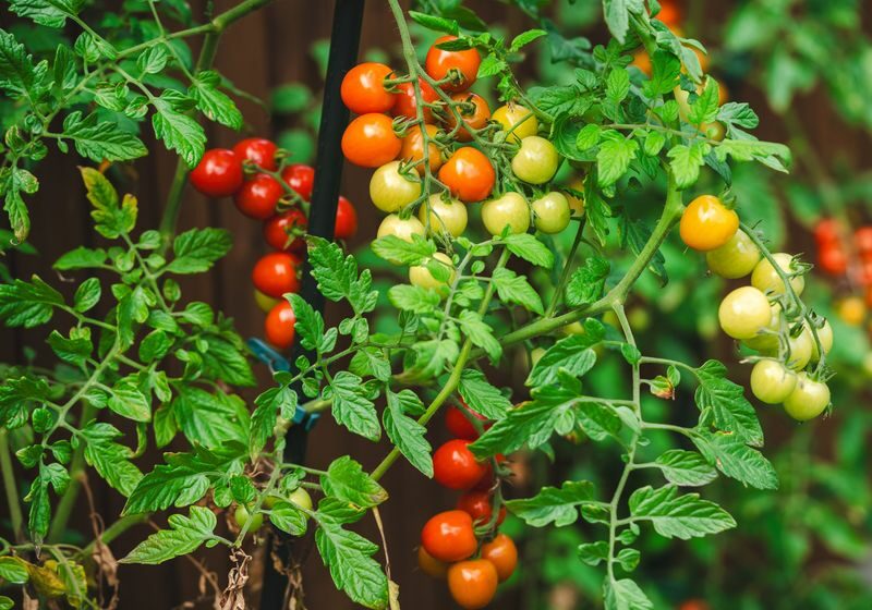 innovativ genszerkesztes novenyi sejtek regeneracio gyors fejlodes