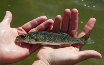 Az éghajlatváltozás hatása a michigani halak méretére: 80 évnyi adat elemzése