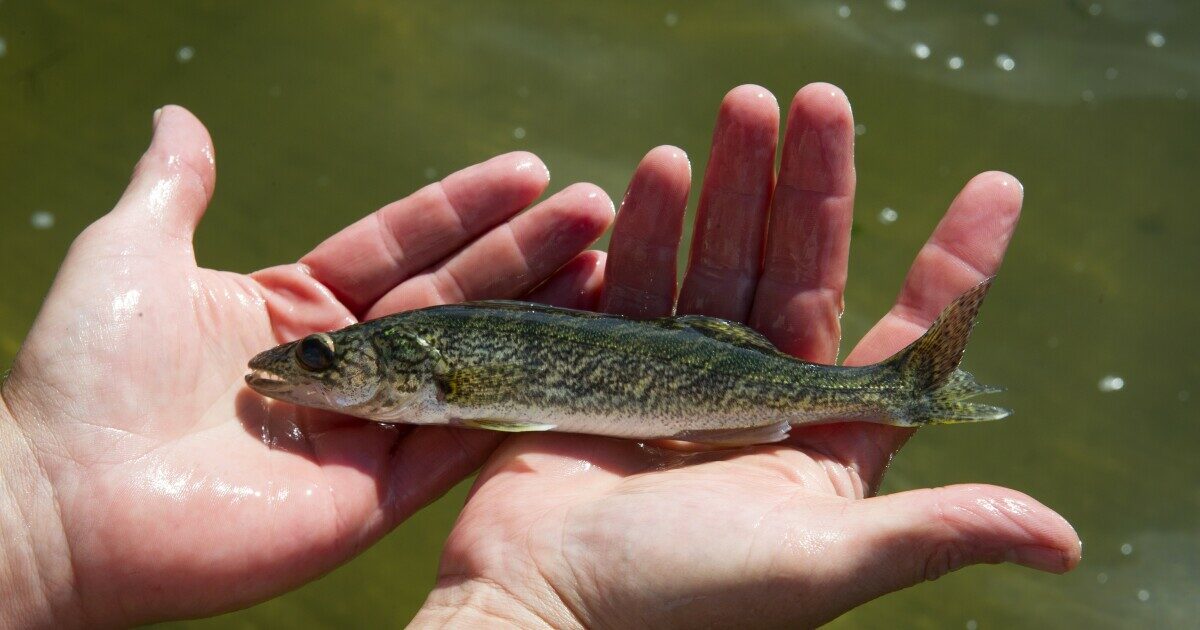 halpopulacio eghajlatvaltozas tavak testmeret kutatas