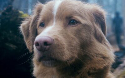 Good Boy: Indy, a kutya, aki áttörte a horrorfilmek és díjak határait