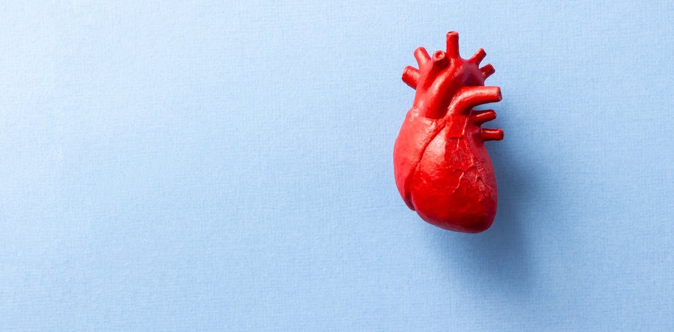 kozepkori szivizomkarosodas es demencia kockazat kutatas eredmenyek