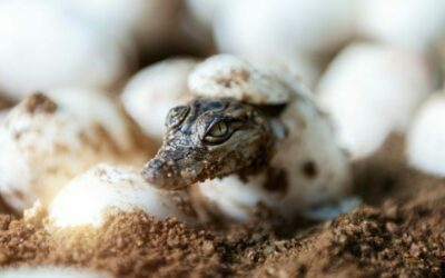 Ősi mocsári élőhelyek és fosszíliák: A Murgon lelőhely művészi rekonstrukciója