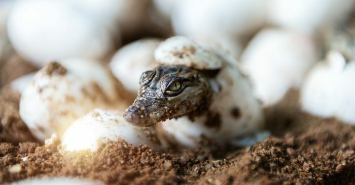 Murgon fosszilis lelőhely mocsaras környezet és ősi állatok mocsaras fosszilis lelohely ősi állatok mekosuchin fészek