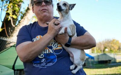 Segítség a nehéz időkben: hogyan támogatják az önkéntesek a rászoruló állattartókat az élelmiszersegély-program késése miatt