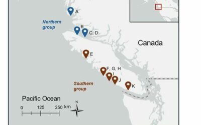 PFAS-szennyezés a Brit Columbiában élő vidrákban: Környezeti és egészségügyi kockázatok
