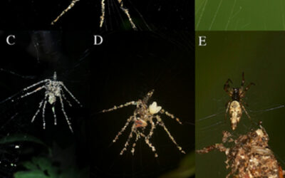 Új felfedezés: Pókok, amelyek nagyobb „álmásokat” szőnek a ragadozók elriasztására
