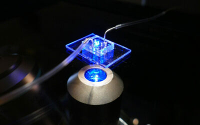 Új modell segíti az mRNS közvetlen célba juttatását a szívizomsejtekbe