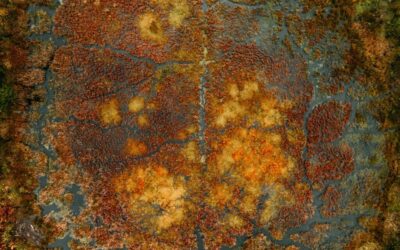 Anglia kibővíti a tőzeglápok égetésének tilalmát – kritikus lépés az Észak esőerdőinek megmentéséért