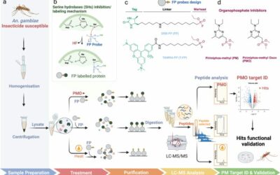In vitro jelölés és gélalapú analízis az Anopheles gambiae szúnyogok pirimifosz-metil célpontjainak feltérképezésére