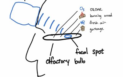 Ultrahangos orrvarázslat: így keltettünk életre illatokat az agyban