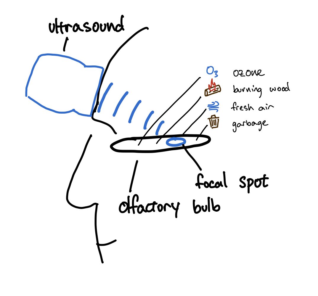 Fókuszált ultrahang és illatérzékelés az agyban fokuszalt ultrahang illat agy orr erzekelo region kulcsszavak