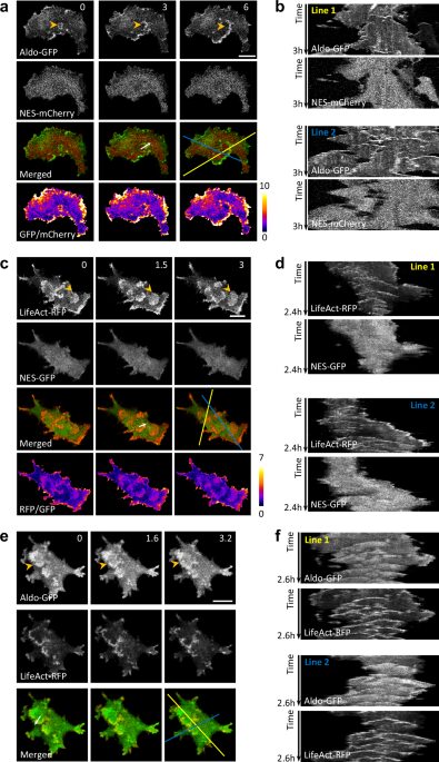 Glikolízis és aktin hullámok szerepe a sejtek mozgásában sejtmozgás glikolízis aktin hullámok energia termelés