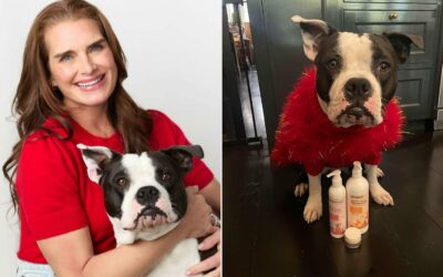 Brooke Shields kedvenc karácsonyi ajándékai háziállatoknak – tudatos gondoskodás és wellness tippek