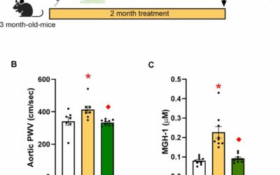 Methylglyoxal és aortafal merevség: oxidatív stressz, sejtszeneszcencia és Gly-Low terápiás lehetőségei
