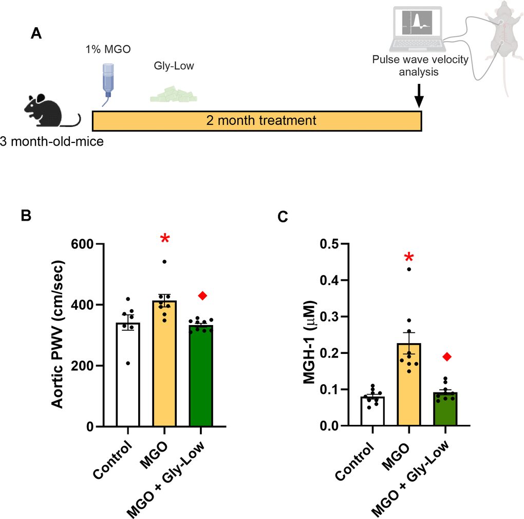 Methylglyoxal hatasa az aorta merevsegre es Gly-Low kezeles oxidativ stressz es sejtszenescencia aorta merevseg kulcsszavak